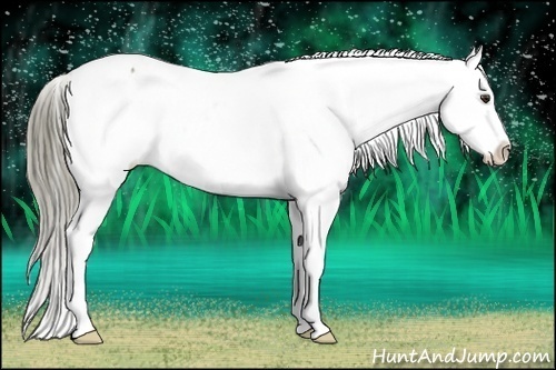 Horse Color:Liver Chestnut Appaloosa