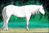 Horse Color:Liver Chestnut Appaloosa 
