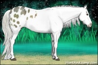 Horse Color:Chocolate Palomino Appaloosa 