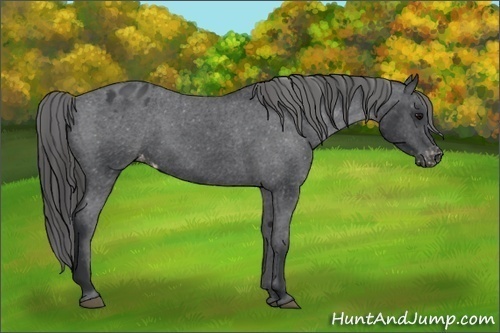 Horse Color:Black Appaloosa
