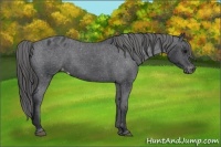 Horse Color:Black Appaloosa