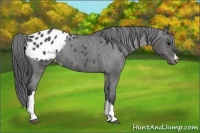 Horse Color:Black Appaloosa