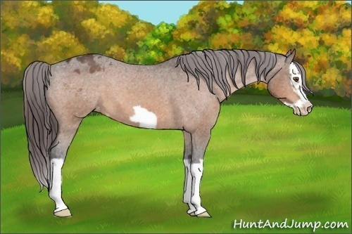 Horse Color:Bay Splash Frame Appaloosa 