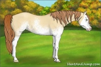 Horse Color:White Spotted Gold Champagne Dun Splash 