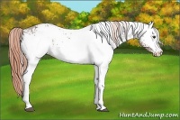 Horse Color:White Spotted Liver Chestnut Appaloosa