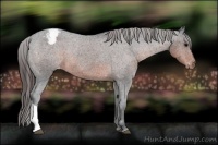 Horse Color:Brown Appaloosa 