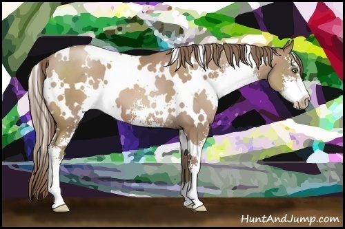 Horse Color:White Spotted Black Pearl Sabino 