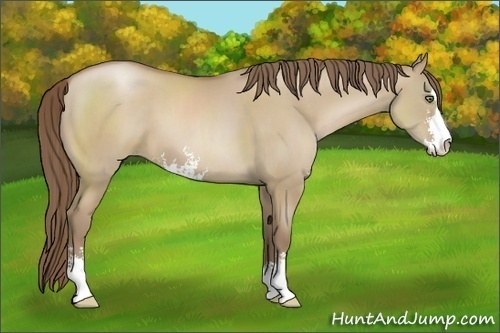 Horse Color:Grullo Pearl Sabino