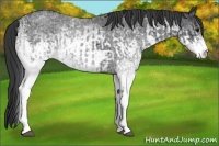 Horse Color:White Spotted Blue Roan Rabicano  and White Spotted Blue Roan Rabicano 
