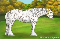 Horse Color:Chocolate Palomino Tobiano Appaloosa  and Chocolate Palomino Tobiano Appaloosa 