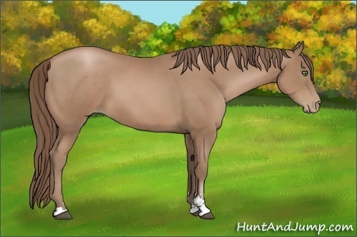 Horse Color:Black Pearl Sabino 