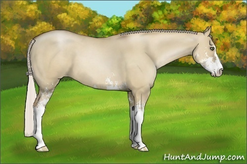 Horse Color:Silver Grullo Pearl Sabino 