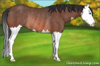 Horse Color:Bay Roan Splash Rabicano