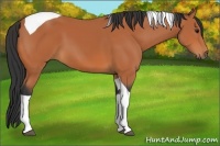 Horse Color:Bay Tobiano 