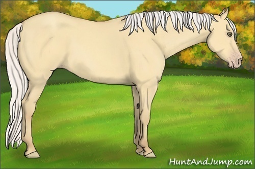 Horse Color:Silver Amber Cream Champagne Dun 