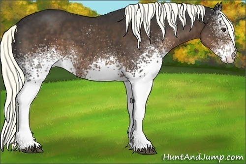 Horse Color:White Spotted Liver Chestnut 