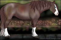 Horse Color:Chocolate Black Splash