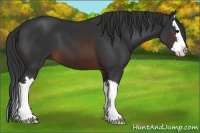Horse Color:Brown Sabino Splash