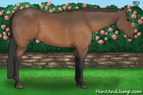 Horse Color:Buckskin 