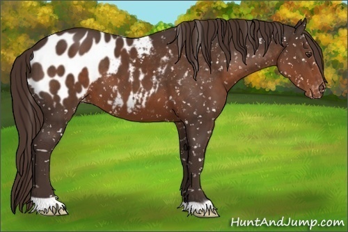 Horse Color:Liver Chestnut Appaloosa 