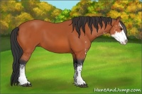 Horse Color:Bay Sabino 