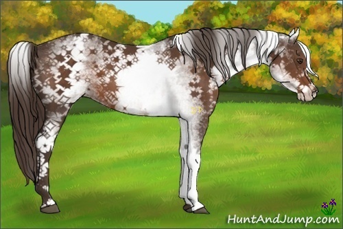 Horse Color:White Spotted Liver Chestnut 