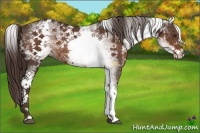 Horse Color:White Spotted Liver Chestnut 