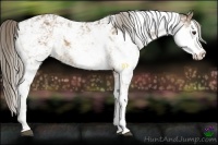 Horse Color:Chocolate Palomino Sabino
