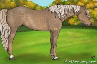 Horse Color:Chocolate Palomino Rabicano