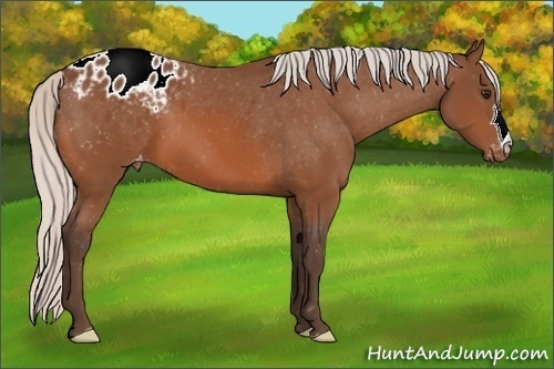 Horse Color:Silver Bay Appaloosa 