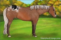 Horse Color:Silver Bay Appaloosa 