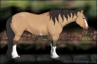Horse Color:White Spotted Bay Dun Sabino 