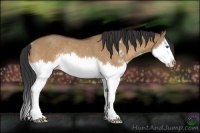 Horse Color:Bay Dun Sabino Splash Rabicano