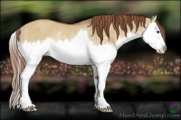 Horse Color:Red Dun Sabino Splash Rabicano
