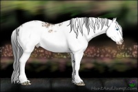Horse Color:Brown Dun Sabino Splash Rabicano