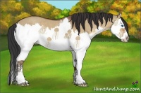 Horse Color:White Spotted Bay Dun Splash 
