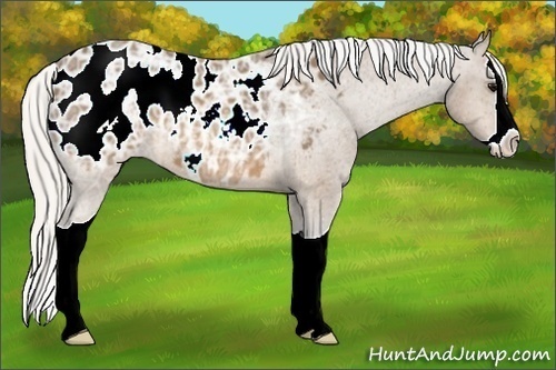 Horse Color:Silver Buckskin Ice Splash Appaloosa 