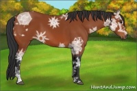 Horse Color:Bay Ice 