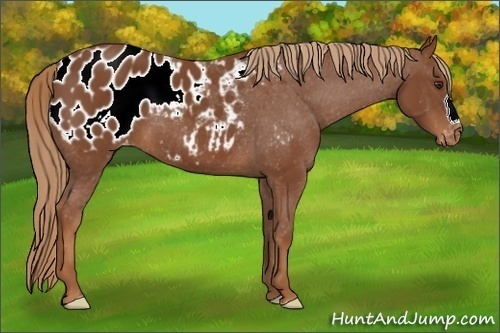 Horse Color:Chestnut Appaloosa 