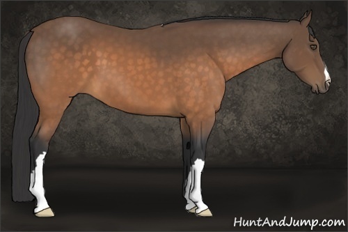 Horse Color:Buckskin 