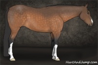 Horse Color:Buckskin 