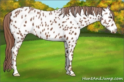 Horse Color:Chestnut Ice Near Leopard 