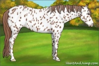 Horse Color:Chestnut Ice Near Leopard 