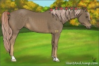 Horse Color:Chocolate Palomino 