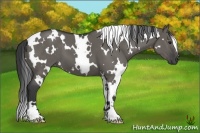Horse Color:White Spotted Grullo 