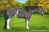 Horse Color:White Spotted Grullo