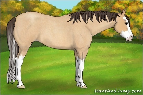 Horse Color:Amber Champagne Roan Splash