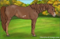 Horse Color:Chestnut Splash Frame  and Chestnut Splash Frame 