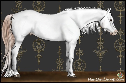 Horse Color:Liver Chestnut Appaloosa 