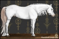Horse Color:Liver Chestnut Appaloosa 